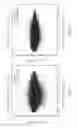 Fig. 60 - Junctophilin-2 fragments and uses therefor