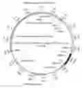 Fig. 01 - COMPOSITIONS AND METHODS FOR TREATING MACULAR DYSTROPHY