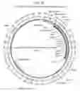 Fig. 08 - COMPOSITIONS AND METHODS FOR TREATING MACULAR DYSTROPHY