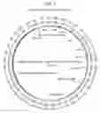 Fig. 10 - COMPOSITIONS AND METHODS FOR TREATING MACULAR DYSTROPHY
