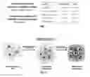 Fig. 02 - Cartilage material having minimal hypertrophy and robust integration capacity, and uses therefor