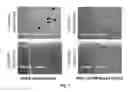 Fig. 07 - Cartilage material having minimal hypertrophy and robust integration capacity, and uses therefor
