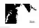 Fig. 01 - Nanowires and process for their production
