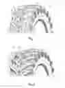 Fig. 02 - TIRE WITH IMPROVED TRACTION