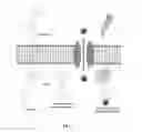 Fig. 02 - Rhodol-based thallium sensors for high-throughput screening of potassium channels