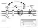 Fig. 01 - Modulators of 5′-nucleotidase, ecto and the use thereof