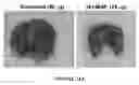 Fig. 20 - Extracellular matrix metalloproteinase inducer (EMMPRIN) peptides and binding antibodies