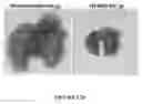 Fig. 23 - Extracellular matrix metalloproteinase inducer (EMMPRIN) peptides and binding antibodies