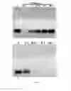 Fig. 08 - Recombinant protein-based method for the delivery of silencer RNA to target the brain