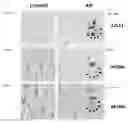 Fig. 09 - PEPTIDE OR COLLECTION OF PEPTIDES DERIVED FROM AMYLOID PRECURSOR PROTEIN