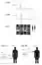 Fig. 07 - Methods, arrangements and systems for obtaining information associated with an anatomical sample using optical microscopy