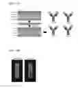 Fig. 02 - DEGLYCOSYLATED ANTIBODY SPECIFICALLY BINDING TO CLEC14A AND USES THEREOF