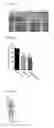 Fig. 06 - DEGLYCOSYLATED ANTIBODY SPECIFICALLY BINDING TO CLEC14A AND USES THEREOF