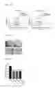 Fig. 08 - DEGLYCOSYLATED ANTIBODY SPECIFICALLY BINDING TO CLEC14A AND USES THEREOF