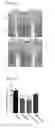 Fig. 09 - DEGLYCOSYLATED ANTIBODY SPECIFICALLY BINDING TO CLEC14A AND USES THEREOF