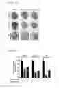 Fig. 20 - DEGLYCOSYLATED ANTIBODY SPECIFICALLY BINDING TO CLEC14A AND USES THEREOF