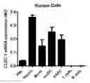 Fig. 01 - Methods for promoting t cells response by administering an antagonist of human c-type lectin-like receptor 1 (CLEC-1)