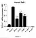 Fig. 02 - Methods for promoting t cells response by administering an antagonist of human c-type lectin-like receptor 1 (CLEC-1)