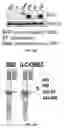 Fig. 05 - TLR9-binding chimeric antigen receptors