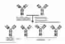 Fig. 01 - MODIFIED ANTIGEN-BINDING FAB FRAGMENTS AND ANTIGEN-BINDING MOLECULES COMPRISING THE SAME