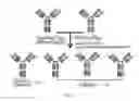 Fig. 02 - MODIFIED ANTIGEN-BINDING FAB FRAGMENTS AND ANTIGEN-BINDING MOLECULES COMPRISING THE SAME