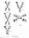 Fig. 06 - MODIFIED ANTIGEN-BINDING FAB FRAGMENTS AND ANTIGEN-BINDING MOLECULES COMPRISING THE SAME