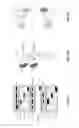 Fig. 06 - Cell engaging binding molecules