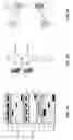 Fig. 06 - Cell engaging binding molecules