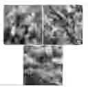 Fig. 01 - Block copolymer-toughened isotactic polypropylene