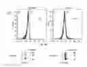Fig. 30 - ERYTHROID CELLS COMPRISING LYSINE OXIDASE