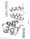 Fig. 06 - Chimeric proteins