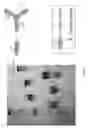 Fig. 09 - Chimeric proteins