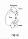 Fig. 08 - Process of delivering small RNAs to sperm