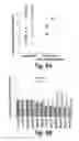 Fig. 19 - Process of delivering small RNAs to sperm