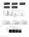 Fig. 02 - Antisense oligonucleotides