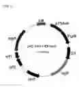 Fig. 06 - RECOMBINANT CELLS AND METHOD FOR PRODUCING ISOPRENE OR TERPENE
