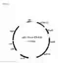 Fig. 07 - RECOMBINANT CELLS AND METHOD FOR PRODUCING ISOPRENE OR TERPENE