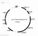 Fig. 08 - RECOMBINANT CELLS AND METHOD FOR PRODUCING ISOPRENE OR TERPENE