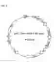 Fig. 09 - RECOMBINANT CELLS AND METHOD FOR PRODUCING ISOPRENE OR TERPENE