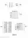 Fig. 06 - Spatially Encoded Biological Assays