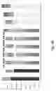 Fig. 49 - Silk performance apparel and products and methods of preparing the same
