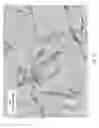 Fig. 16 - Nonracemic mixtures and uses thereof