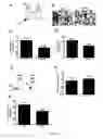 Fig. 02 - Methods and pharmaceutical compositions for the prophylactic treatment of metastases