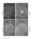 Fig. 06 - Media for culturing stem cells