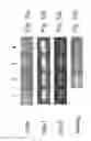 Fig. 14 - Media for culturing stem cells