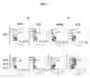 Fig. 03 - Methods of using IL-21 for adoptive immunotherapy and identification of tumor antigens
