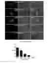 Fig. 01 - METHODS FOR ISOLATING AND CULTURING LIVING CELLS USING METHOD OF PERMEABILIZING CELL MEMBRANE