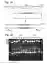 Fig. 04 - Xylose isomerases that confer efficient xylose fermentation capability to yeast