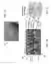 Fig. 02 - Methods, apparatuses, and systems for radio-frequency imaging sensors for advanced fingerprint biometrics and medical imaging