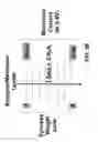 Fig. 11 - Scalable integrated circuit with synaptic electronics and CMOS integrated memristors